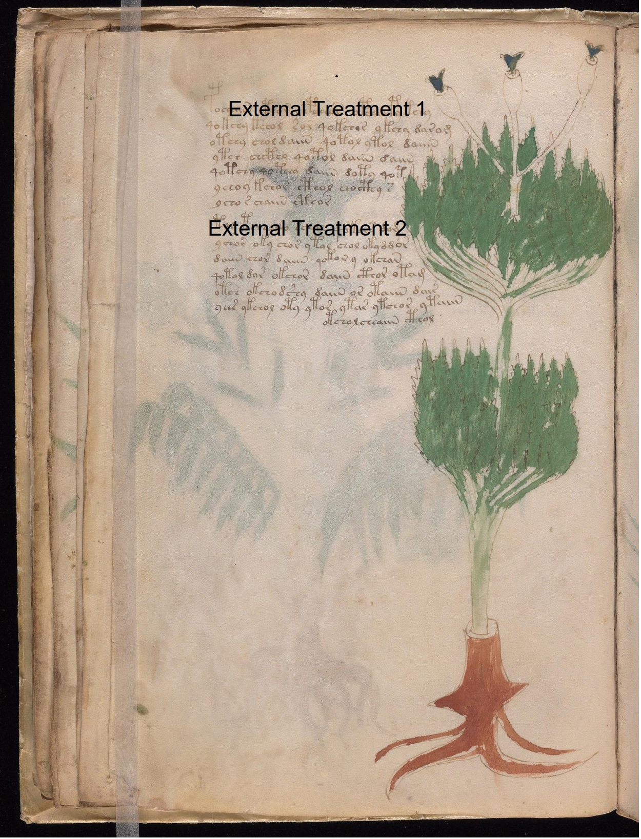 Secondary labelled diagram of Folio 19v